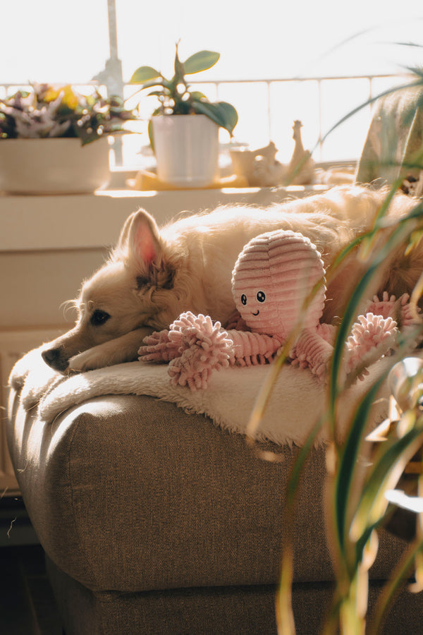 A dog resting at home